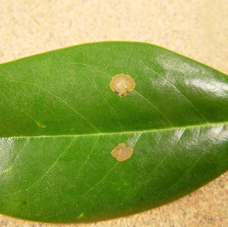 The key symptom of algal leaf spot is the formation of raised blotches on the leaves. The disease mostly affects weaker plants in the nursery or landscape.